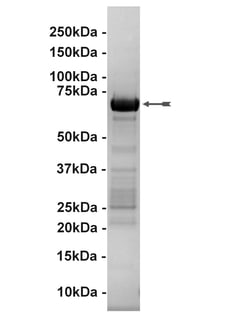 Eurofins DiscoverX MEK1 Protein, Active 250 &mu;g | Buy Online | Eurofins DiscoverX | Fisher Scientific